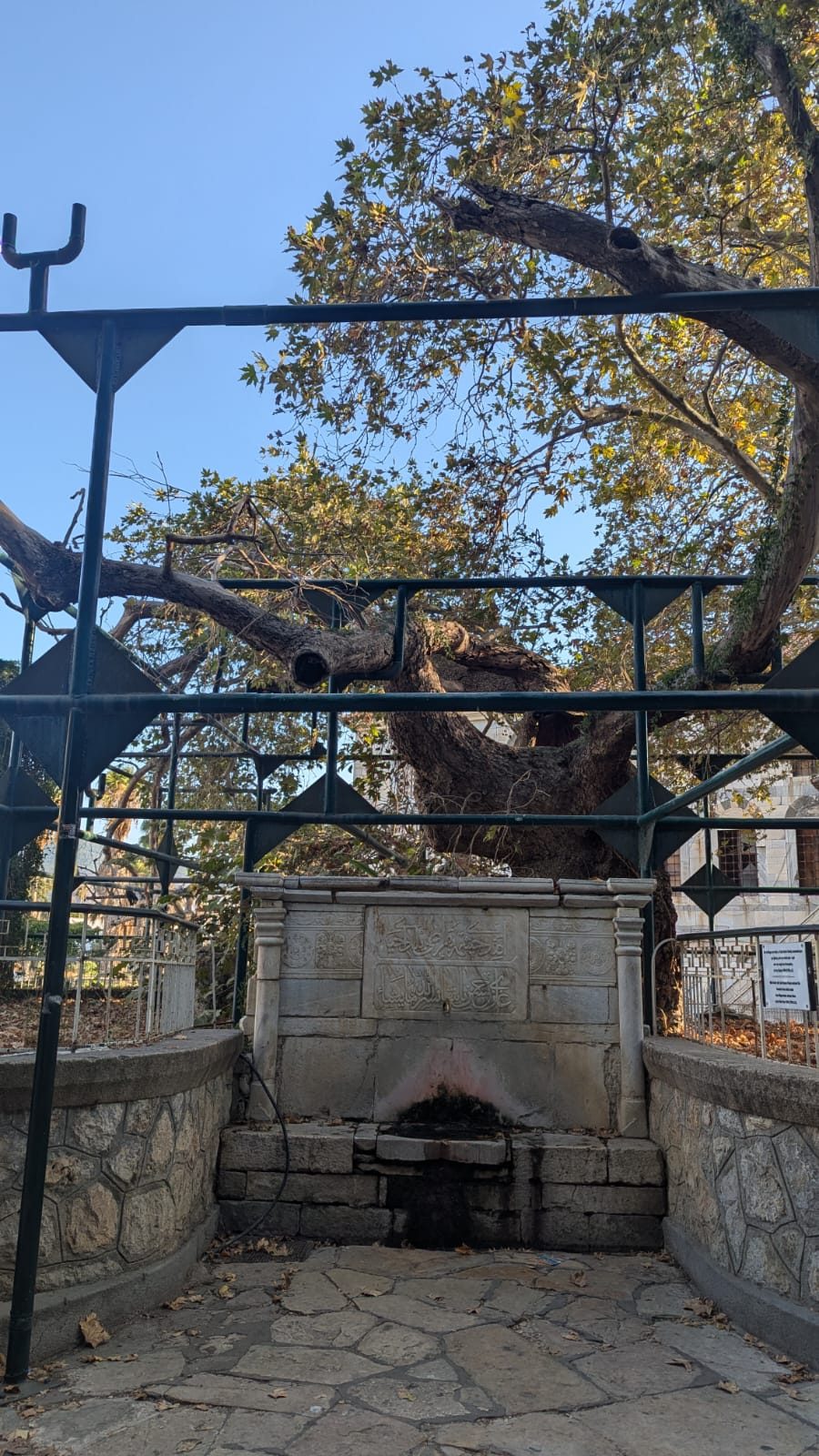 The Hippocrates plane tree and fountain, Kos by Serena Giacalone - 03.jpeg
